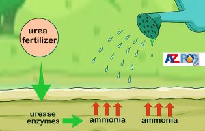 How to use urea fertilizer